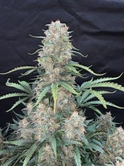 Afghan Kush Auto – FastBuds – Autoflowering