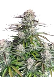 Blueberry Auto – product view 1
