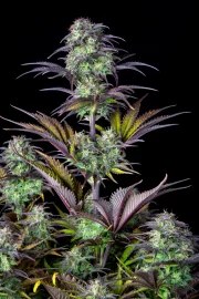 Blueberry Auto – product view 3