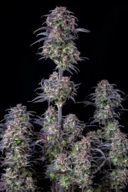 Blueberry Auto – product view 4
