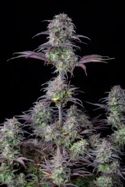 Blueberry Auto – product view 5