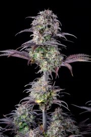 Blueberry Auto – product view 6
