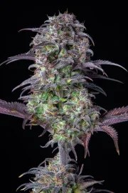 Blueberry Auto – product view 7