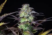 Blueberry Auto – product view 8