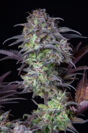 Blueberry Auto – product view 9