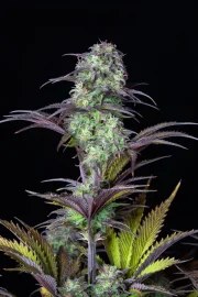 Blueberry Auto – product view 10