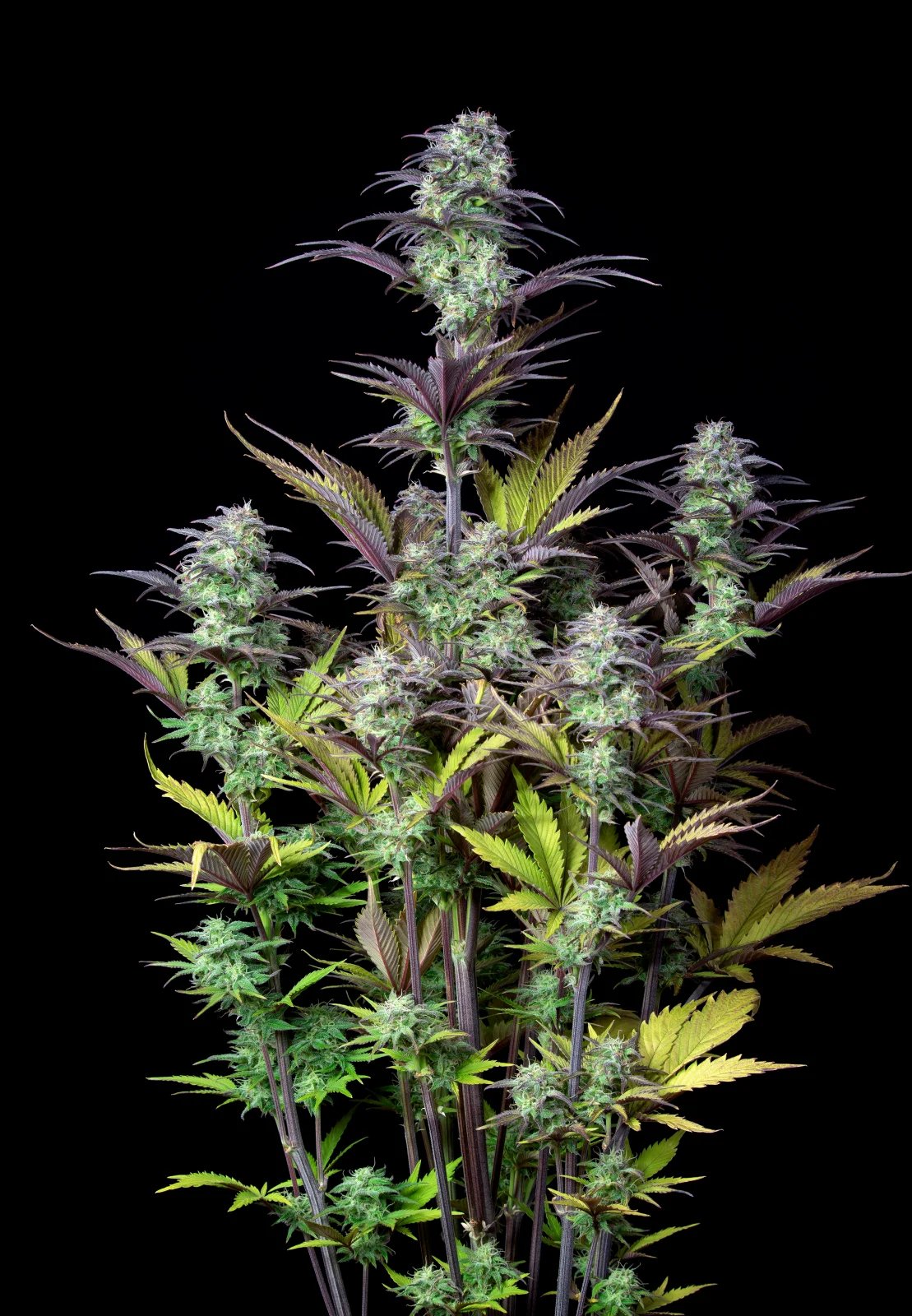 Blueberry Auto – FastBuds – Autoflowering