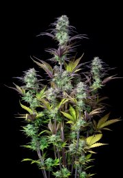 Blueberry Auto – FastBuds – Autoflowering