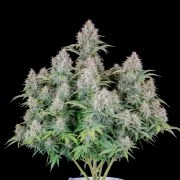 Cinderella Auto – product view 2