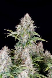 Cinderella Auto – product view 3