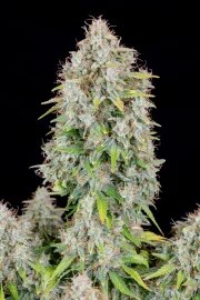 Cinderella Auto – product view 4