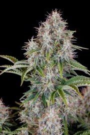 Cinderella Auto – product view 5