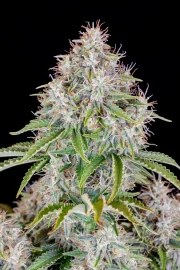 Cinderella Auto – product view 6