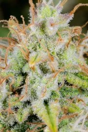Cinderella Auto – product view 7