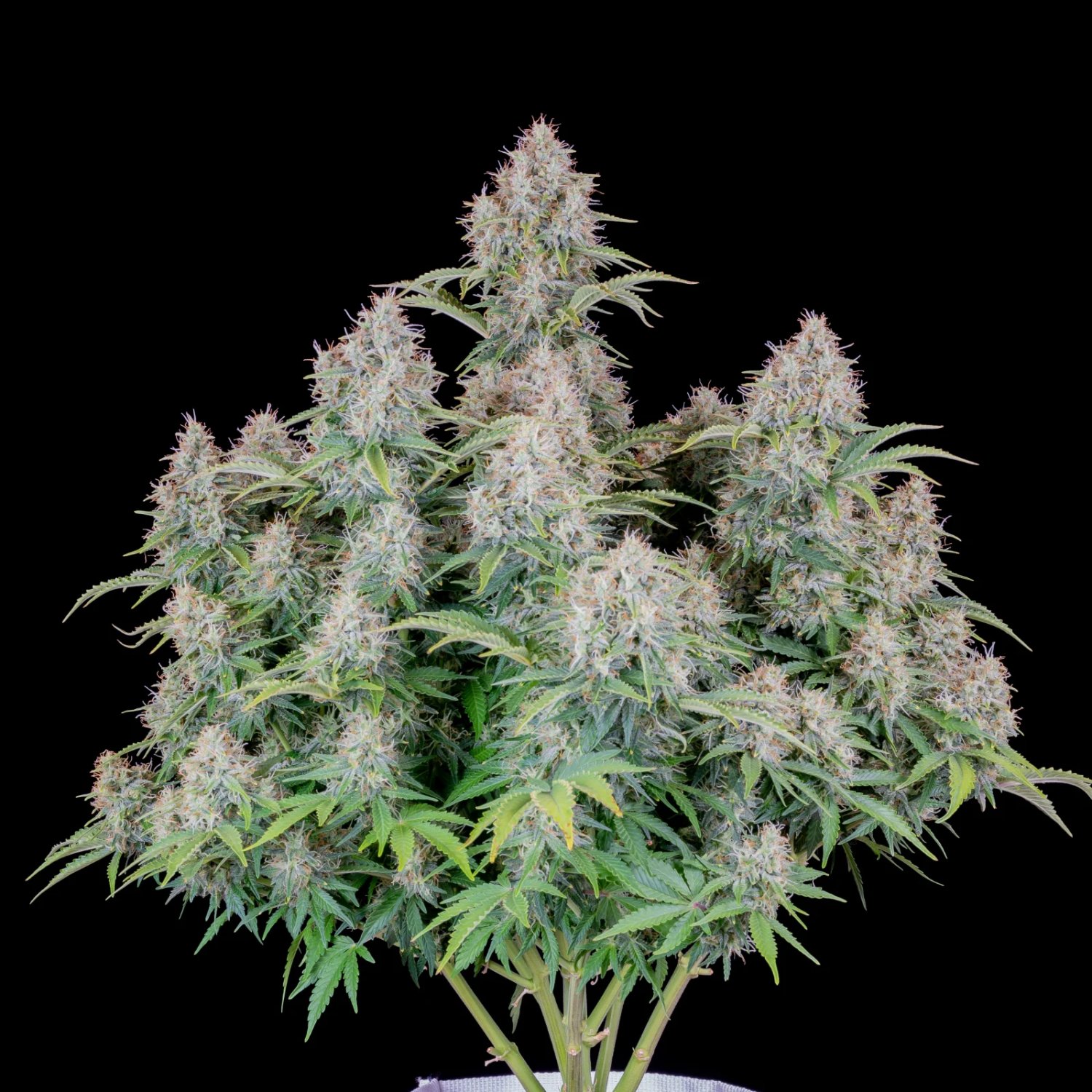 Cinderella Auto – FastBuds – Autoflowering