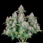 Cinderella Auto – FastBuds – Autoflowering