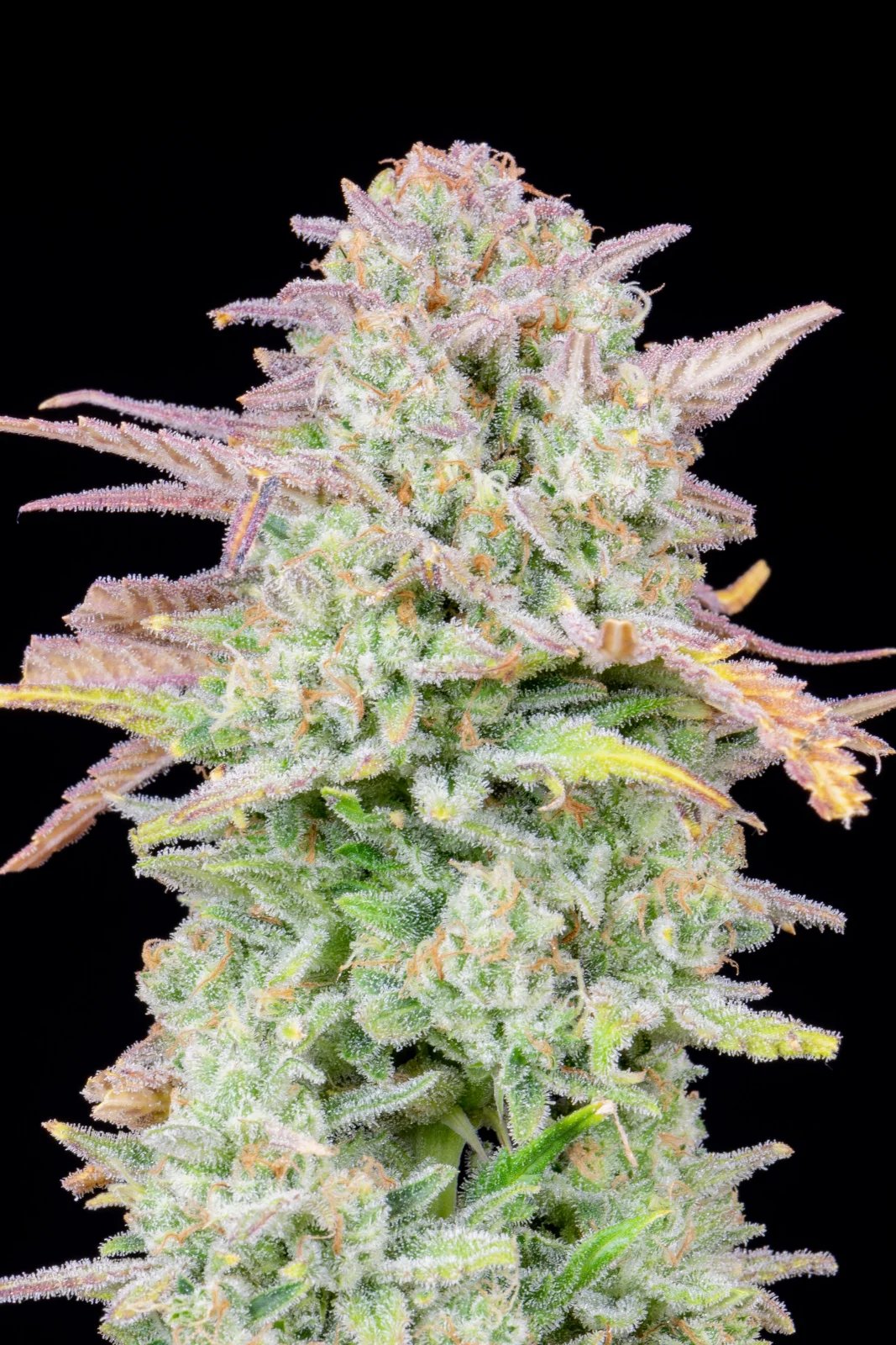 Trainwreck Auto – FastBuds – Autoflowering