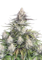 Trainwreck Auto – product view 1