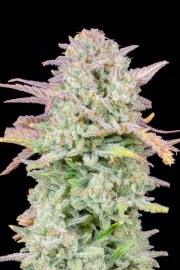 Trainwreck Auto – product view 2