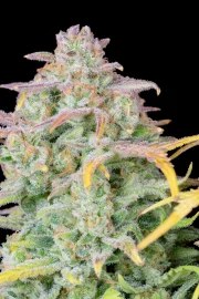 Trainwreck Auto – product view 3