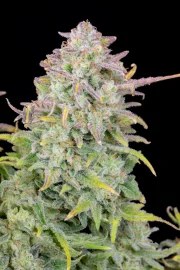 Trainwreck Auto – product view 4