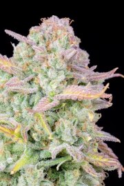 Trainwreck Auto – product view 5