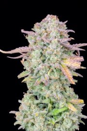 Trainwreck Auto – product view 6