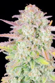 Trainwreck Auto – product view 7