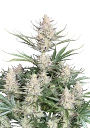 Big Bud Auto – product view 1