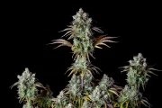 Big Bud Auto – product view 3