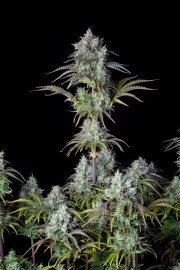 Big Bud Auto – product view 4