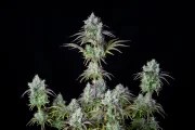 Big Bud Auto – product view 5