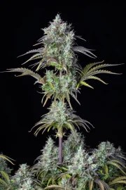 Big Bud Auto – product view 6