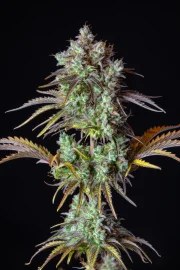Big Bud Auto – product view 7
