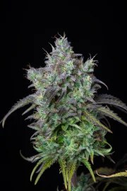 Big Bud Auto – product view 8