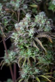 Big Bud Auto – product view 9