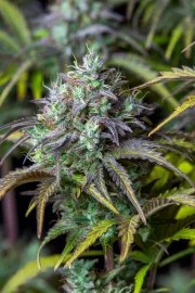 Big Bud Auto – product view 10