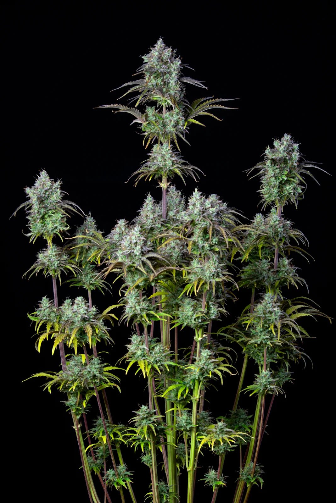 Big Bud Auto – FastBuds – Autoflowering