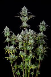 Big Bud Auto – FastBuds – Autoflowering