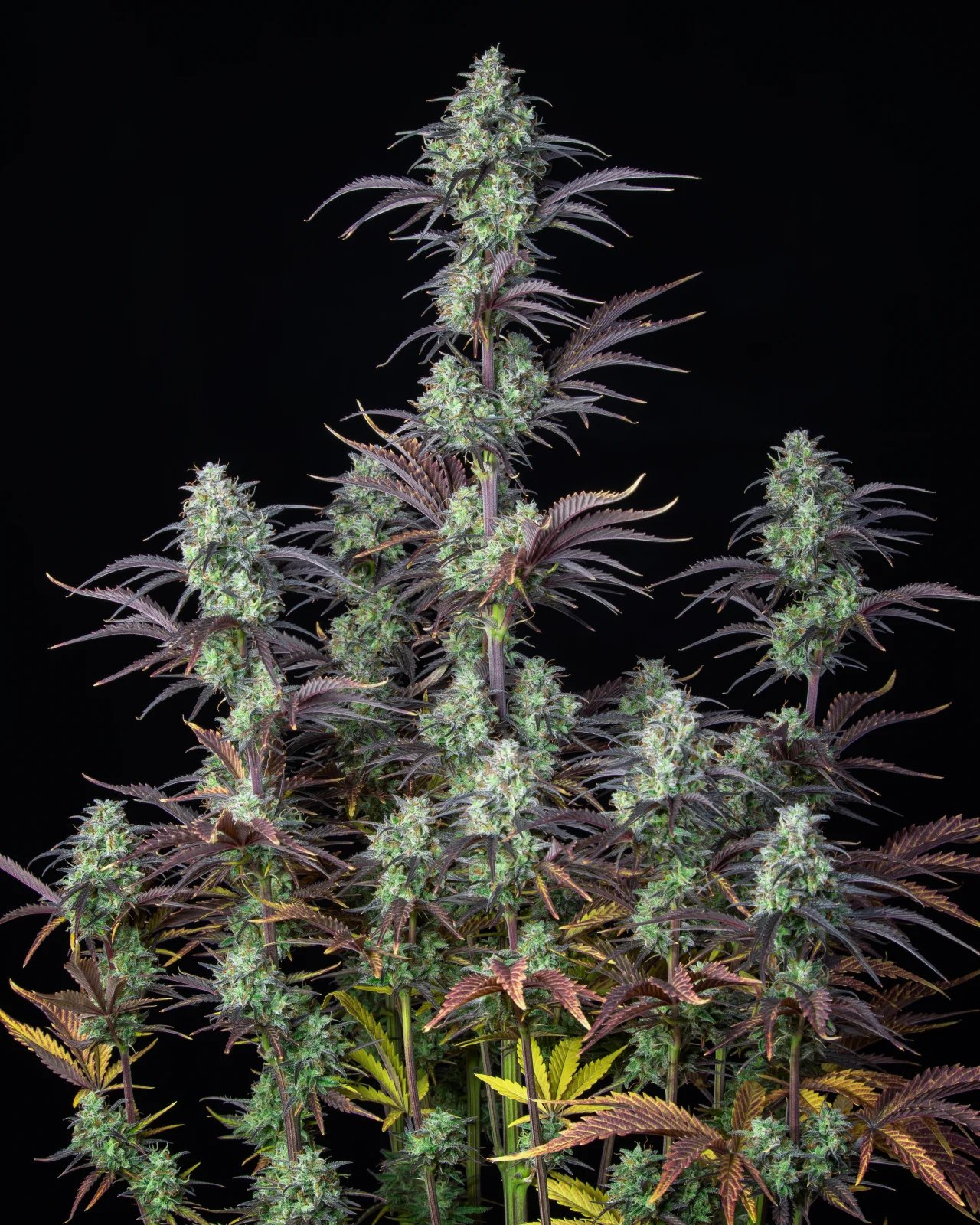 Mimosa Cake Auto – FastBuds – Autoflowering