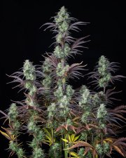 Mimosa Cake Auto – FastBuds – Autoflowering