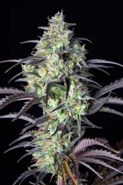 Mimosa Cake Auto – product view 7