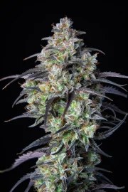 Mimosa Cake Auto – product view 8