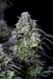 Mimosa Cake Auto – product view 9