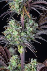 Mimosa Cake Auto – product view 11