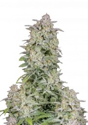 Forbidden Runtz Auto – product view 1