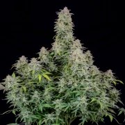 Forbidden Runtz Auto – product view 2