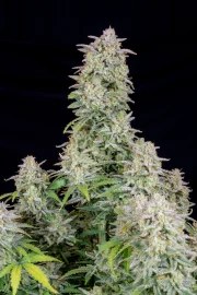 Forbidden Runtz Auto – product view 4