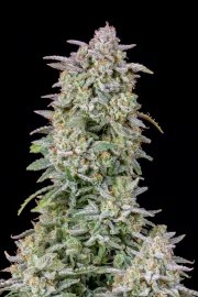 Forbidden Runtz Auto – product view 5