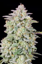 Forbidden Runtz Auto – product view 6